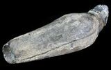 Fossil Sperm Whale Tooth - South Carolina #63560-1